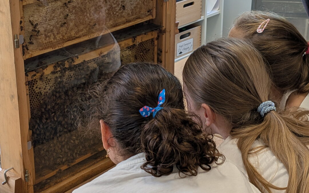 Imker bringt uns die Welt der Bienen näher